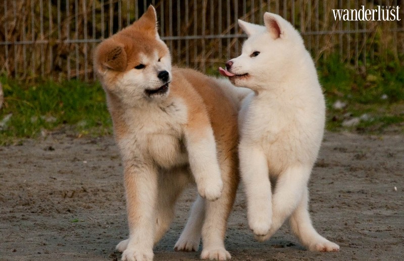 Bỏ túi kinh nghiệm vi vu Akita, miền quê văn hóa của Nhật Bản 15 Wanderlust tips bo tui kinh nghiem vi vu akita mien que van hoa cua nhat ban 13