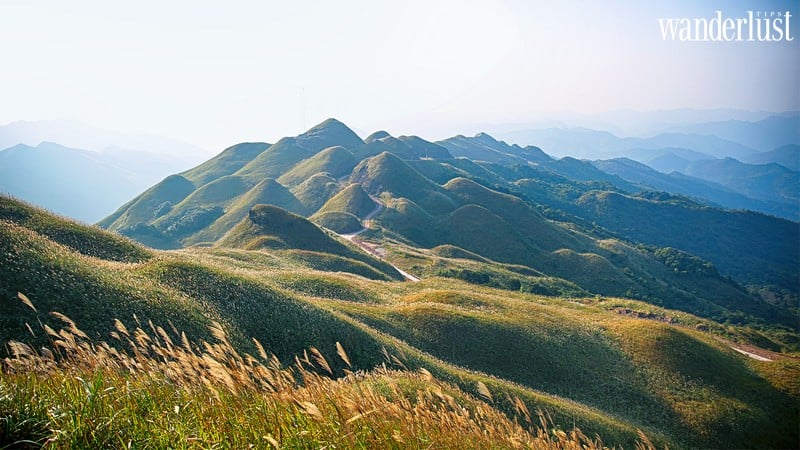 Tạp chí Du lịch Wanderlust Tips | Ghé chân Bình Liêu, ngắm hoa lau nở trắng cả khoảng trời 