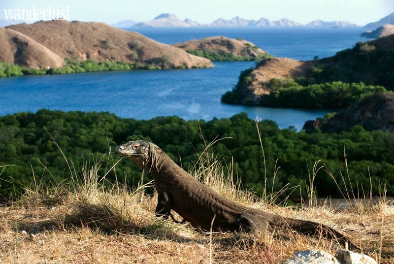 Indonesia hủy bỏ kế hoạch đóng cửa đảo rồng Komodo 6 Tạp chí Du lịch Wanderlust Tips | Indonesia hủy kế hoạch đóng cửa đảo rồng Komodo