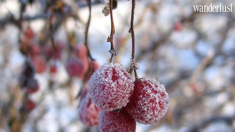 Kinh nghiệm lên Sapa săn tuyết rơi đẹp mơ màng 19 Tạp chí Du lịch Wanderlust Tips | Kinh nghiệm lên Sapa săn tuyết rơi đẹp mơ màng
