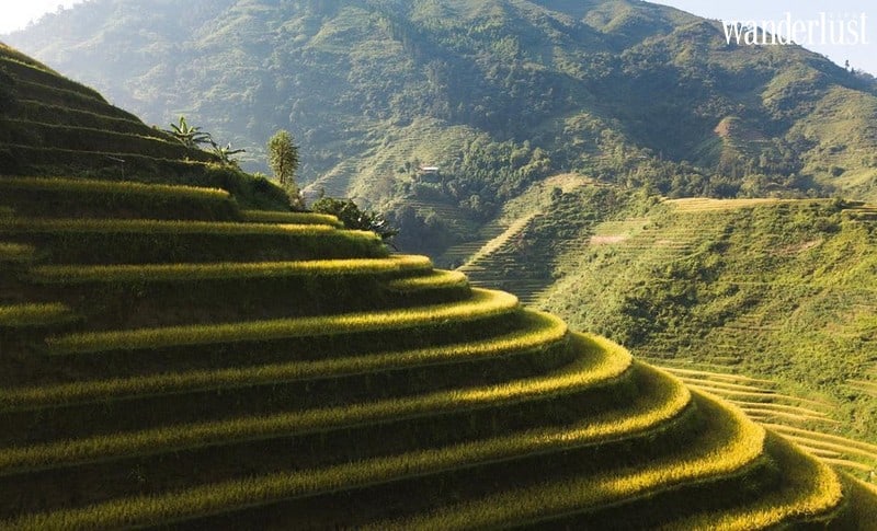 Wanderlust tips nhung diem chup anh mua lua chin vang dep lim tim 10