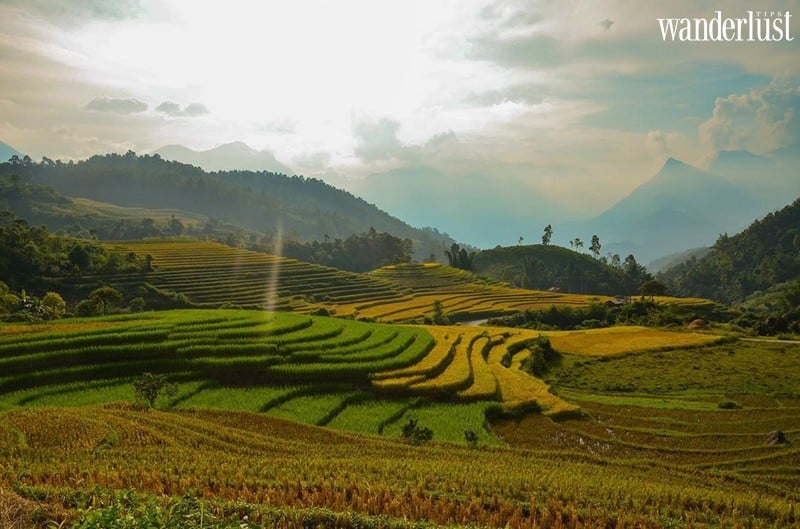 Wanderlust tips nhung diem chup anh mua lua chin vang dep lim tim 4