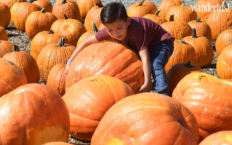Nông trại bí ngô khổng lồ, tọa độ check-in Halloween hot nhất ở Mỹ 7 Tạp chí Du lịch Wanderlust Tips | Nông trại bí ngô khổng lồ, tọa độ check-in Halloween hot nhất ở Mỹ