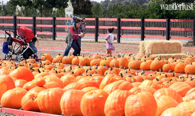 Nông trại bí ngô khổng lồ, tọa độ check-in Halloween hot nhất ở Mỹ 11 Tạp chí Du lịch Wanderlust Tips | Nông trại bí ngô khổng lồ, tọa độ check-in Halloween hot nhất ở Mỹ