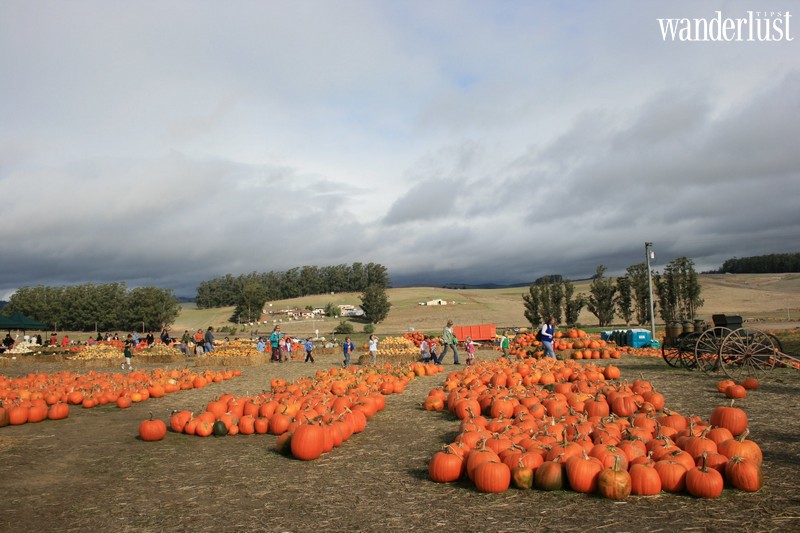 Nông trại bí ngô khổng lồ, tọa độ check-in Halloween hot nhất ở Mỹ 12 Tạp chí Du lịch Wanderlust Tips | Nông trại bí ngô khổng lồ, tọa độ check-in Halloween hot nhất ở Mỹ