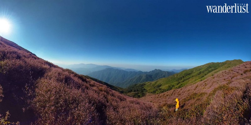 Tạp chí Wanderlust Tips | Rủ nhau lên Tà Chì Nhù ngắm cả đồi hoa Chi Pâu gây thương nhớ