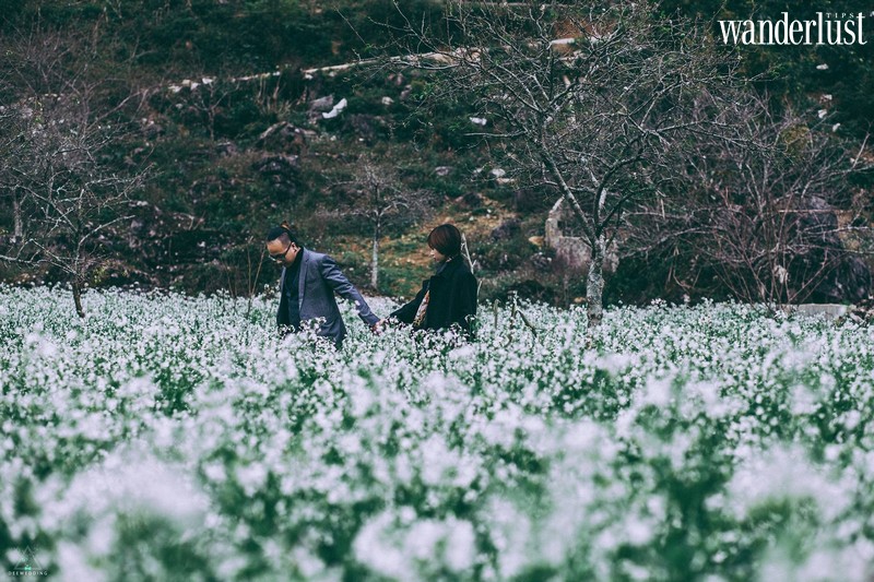 Vi vu Mộc Châu ngắm hoa cải trắng đầu mùa 8 Tạp chí Du lịch Wanderlust Tips | Vi vu Mộc Châu ngắm hoa cải trắng đầu mùa