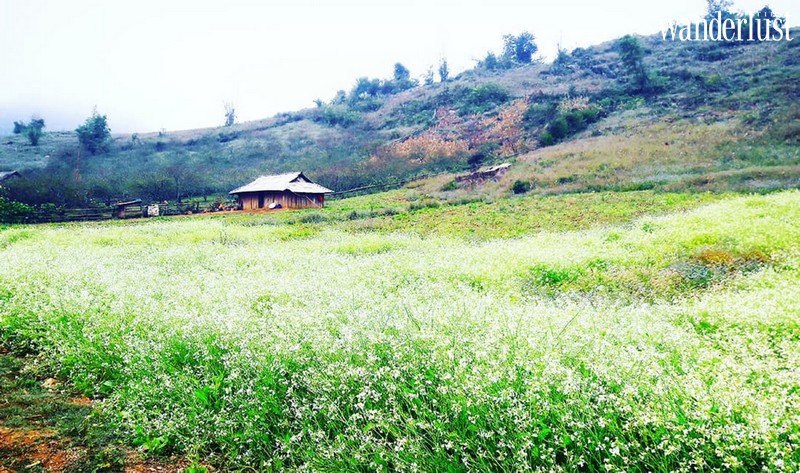 Vi vu Mộc Châu ngắm hoa cải trắng đầu mùa 6 Tạp chí Du lịch Wanderlust Tips | Vi vu Mộc Châu ngắm hoa cải trắng đầu mùa