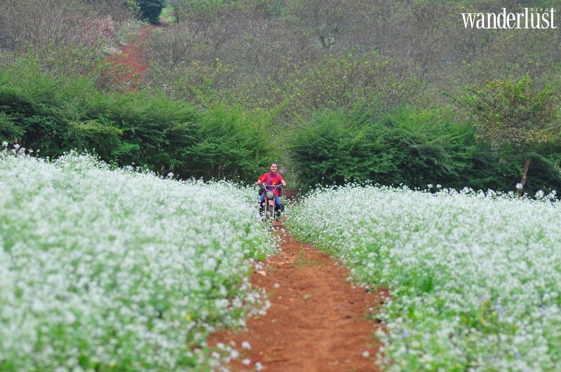Vi vu Mộc Châu ngắm hoa cải trắng đầu mùa 9 Tạp chí Du lịch Wanderlust Tips | Vi vu Mộc Châu ngắm hoa cải trắng đầu mùa