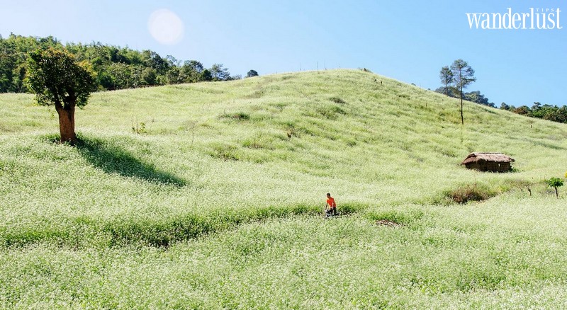 Vi vu Mộc Châu ngắm hoa cải trắng đầu mùa 11 Wanderlust tips vi vu moc chau ngam hoa cai trang dau mua 6