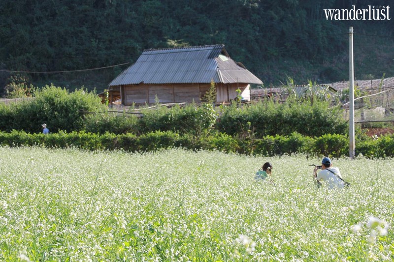 Vi vu Mộc Châu ngắm hoa cải trắng đầu mùa 7 Tạp chí Du lịch Wanderlust Tips | Vi vu Mộc Châu ngắm hoa cải trắng đầu mùa