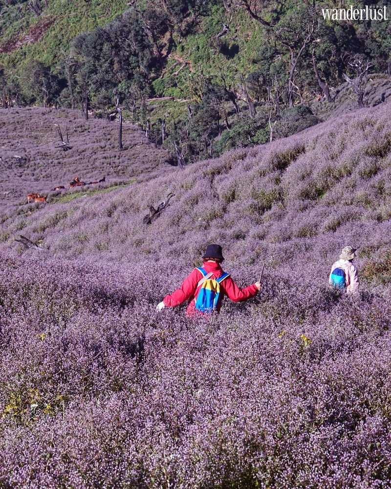 Tạp chí Du lịch Wanderlust Tips | Tà Chì Nhù: Thiên đường mây bồng bềnh giữa đại ngàn