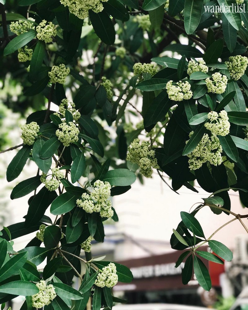 Tạp chí Du lịch Wanderlust Tips Đi dọc Bắc Nam, lạc lối trên những cung đường hoa tuyệt đẹp của mùa thu