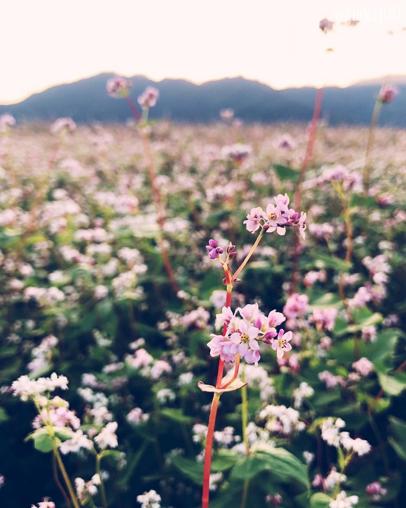 Tạp chí Du lịch Wanderlust Tips Đi dọc Bắc Nam, lạc lối trên những cung đường hoa tuyệt đẹp của mùa thu