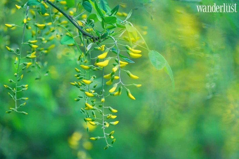 Tạp chí Du lịch Wanderlust Tips Đi dọc Bắc Nam, lạc lối trên những cung đường hoa tuyệt đẹp của mùa thu