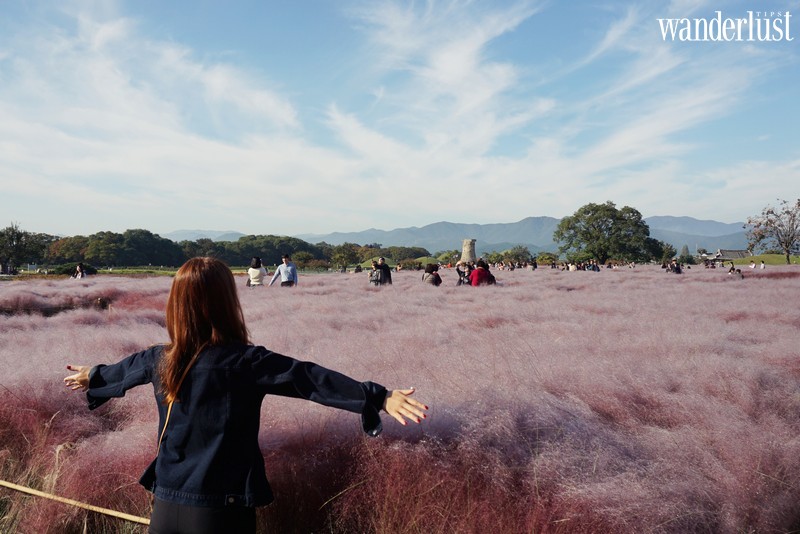 Cánh đồng cỏ hồng khiến hàng vạn thiếu nữ đến Hàn Quốc phải xao xuyến 7 Cánh đồng cỏ hồng khiến hàng vạn thiếu nữ đến Hàn Quốc phải xao xuyến