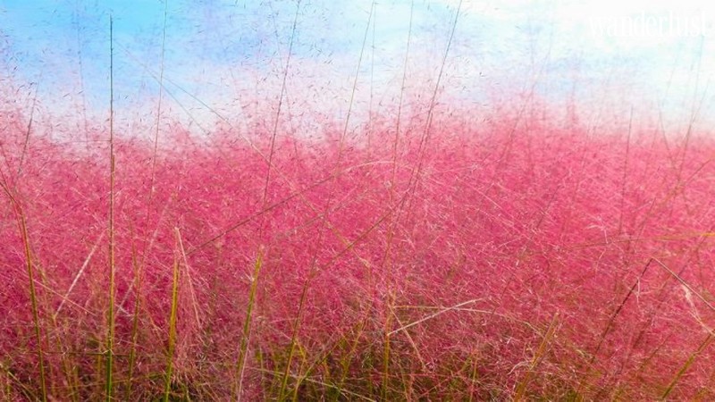 Cánh đồng cỏ hồng khiến hàng vạn thiếu nữ đến Hàn Quốc phải xao xuyến 5 Tạp chí Du lịch Wanderlust | Cánh đồng cỏ hồng khiến hàng vạn thiếu nữ đến Hàn Quốc phải xao xuyến