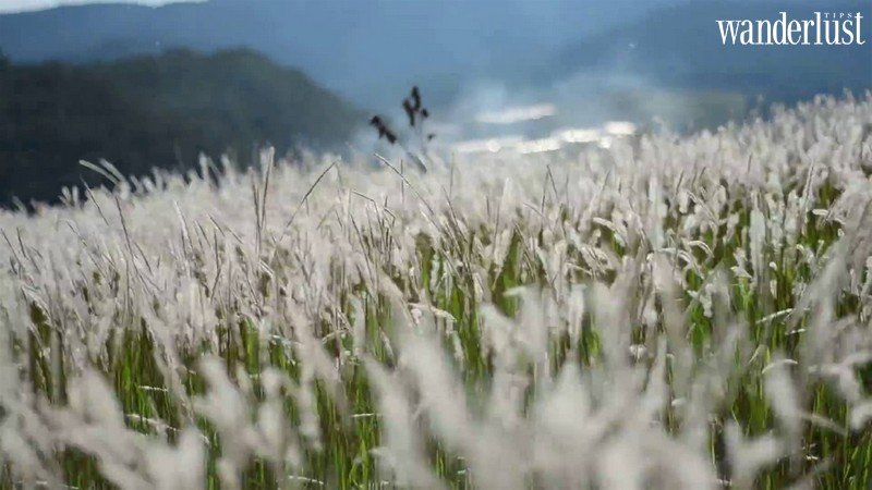 Tạp chí Du lịch Wanderlust Tips | Đặt lịch hẹn với Bình Liêu mùa cỏ lau đẹp nao lòng