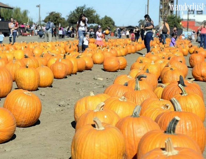 Tạp chí Du lịch Wanderlust Tips | Nông trại bí ngô khổng lồ, tọa độ check-in Halloween hot nhất ở Mỹ