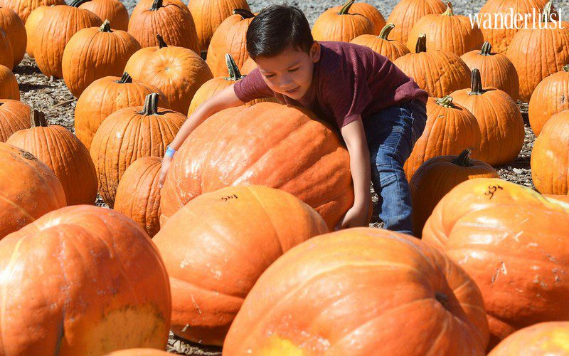 Nông trại bí ngô khổng lồ, tọa độ check-in Halloween hot nhất ở Mỹ 5 Tạp chí Du lịch Wanderlust Tips | Nông trại bí ngô khổng lồ, tọa độ check-in Halloween hot nhất ở Mỹ