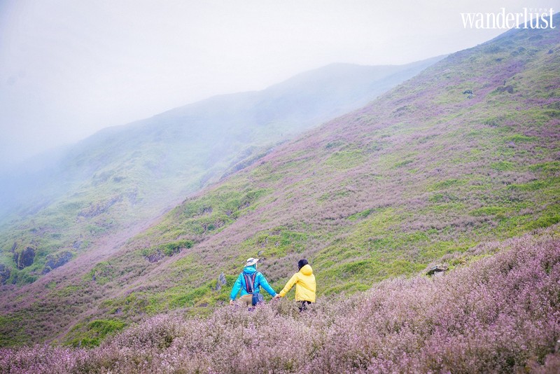 Rủ nhau lên Tà Chì Nhù ngắm cả đồi hoa Chi Pâu gây thương nhớ 10 Wanderlust tips ru nhau len ta chi nhu ngam ca doi hoa chi pau gay thuong nhoru nhau len ta chi nhu ngam ca doi hoa chi pau gay thuong nho5