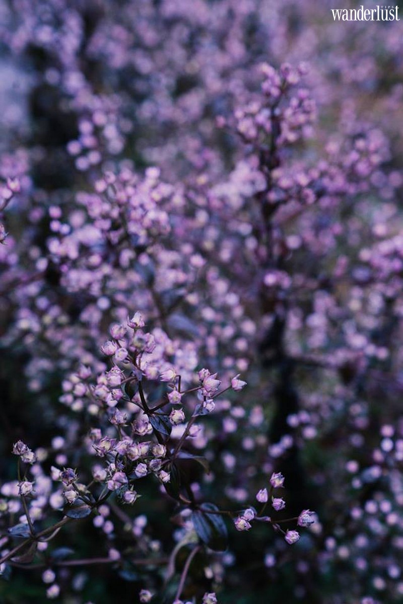 Rủ nhau lên Tà Chì Nhù ngắm cả đồi hoa Chi Pâu gây thương nhớ 9 Tạp chí Wanderlust Tips | Rủ nhau lên Tà Chì Nhù ngắm cả đồi hoa Chi Pâu gây thương nhớ