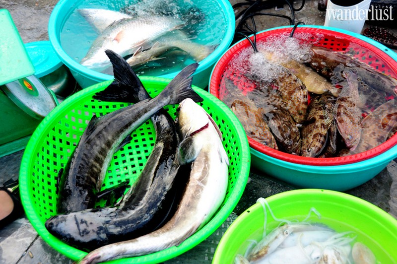 Tạp chí Du lịch Wanderlust Tips | Có gì đặc biệt bên trong khu chợ hải sản ở cảng cá Hạ Long?