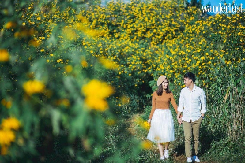 Tạp chí Du Lịch Wanderlust Tips | Ba Vì: Sắc vàng của hoa dã quỳ có làm bạn xao xuyến?