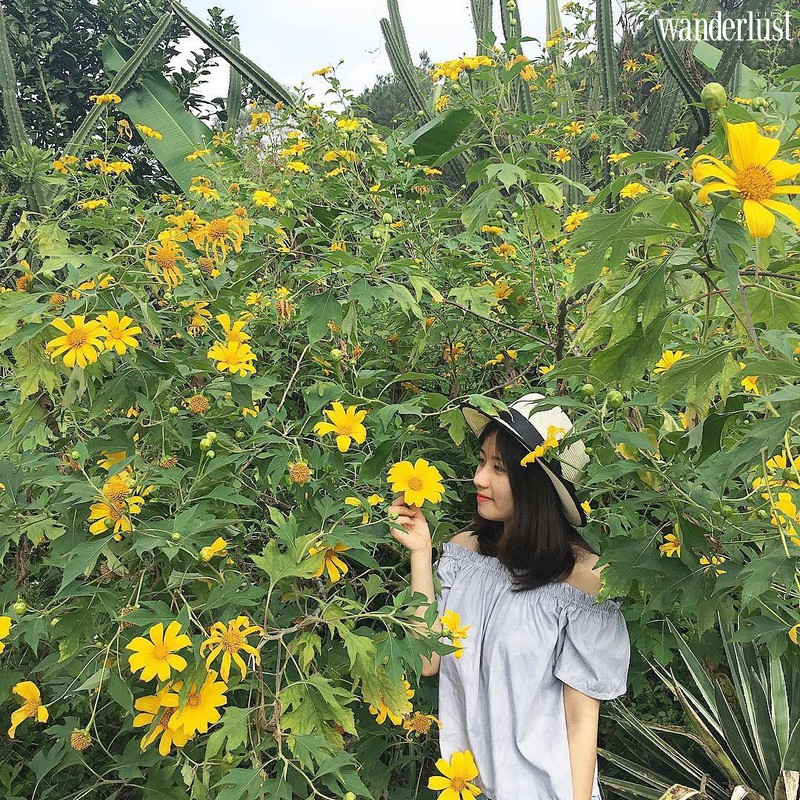 Tạp chí Du Lịch Wanderlust Tips | Ba Vì: Sắc vàng của hoa dã quỳ có làm bạn xao xuyến?