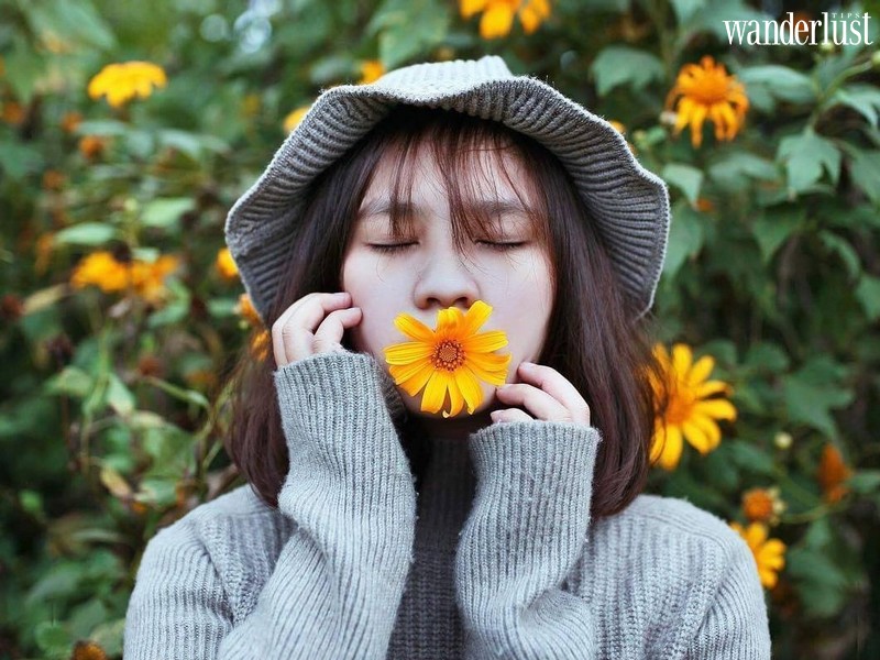 Tạp chí Du Lịch Wanderlust Tips | Ba Vì: Sắc vàng của hoa dã quỳ có làm bạn xao xuyến?