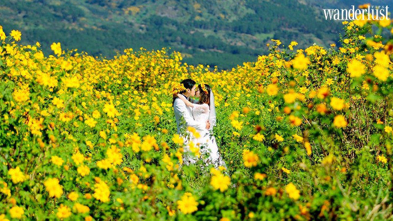 Tạp chí Du Lịch Wanderlust Tips | Ba Vì: Sắc vàng của hoa dã quỳ có làm bạn xao xuyến?