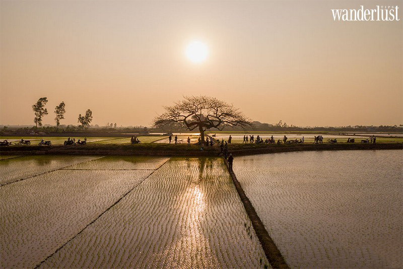 Hà Nội: tin vui cho giới trẻ nhiều tâm sự, không cần đi đâu xa có ngay toạ độ của “cây cô đơn” 10 Tạp chí Du lịch Wanderlust Tips | Hà Nội: tin vui cho giới trẻ nhiều tâm sự, không cần đi đâu xa có ngay toạ độ của “cây cô đơn”