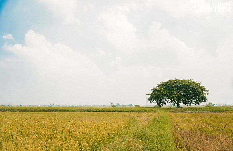Tạp chí Du lịch Wanderlust Tips | Hà Nội: tin vui cho giới trẻ nhiều tâm sự, không cần đi đâu xa có ngay toạ độ của “cây cô đơn”