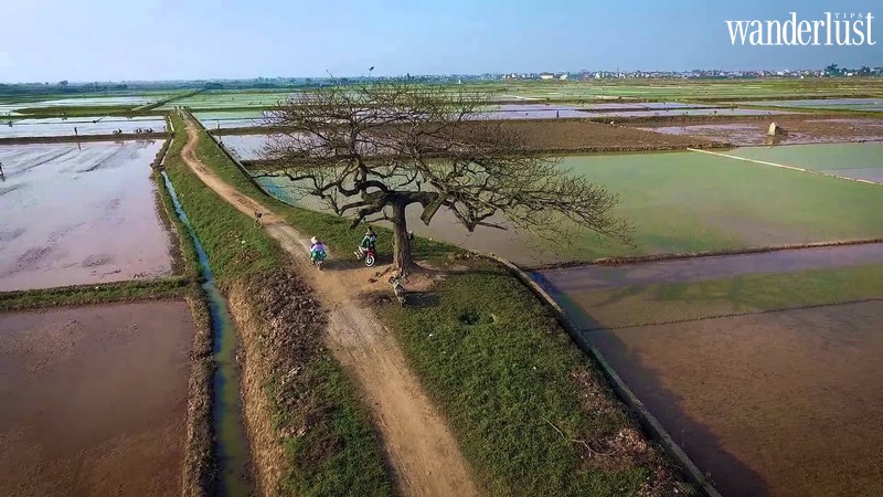 Hà Nội: tin vui cho giới trẻ nhiều tâm sự, không cần đi đâu xa có ngay toạ độ của “cây cô đơn” 7 Tạp chí Du lịch Wanderlust Tips | Hà Nội: tin vui cho giới trẻ nhiều tâm sự, không cần đi đâu xa có ngay toạ độ của “cây cô đơn”