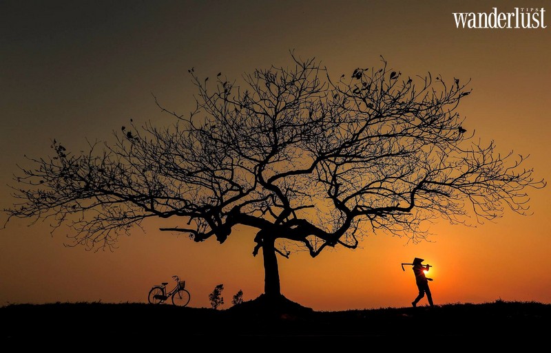 Hà Nội: tin vui cho giới trẻ nhiều tâm sự, không cần đi đâu xa có ngay toạ độ của “cây cô đơn” 11 Tạp chí Du lịch Wanderlust Tips | Hà Nội: tin vui cho giới trẻ nhiều tâm sự, không cần đi đâu xa có ngay toạ độ của “cây cô đơn”