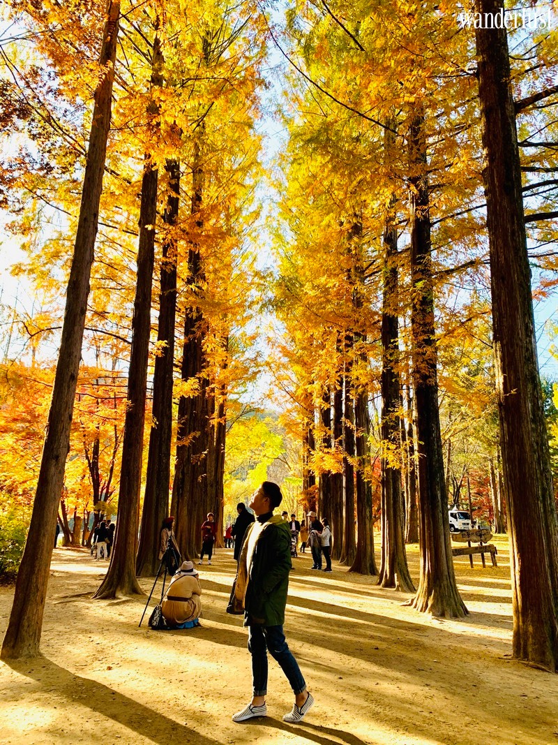 Tạp chí Du lịch Wanderlust Tips | Hàn Quốc: cảm nhận "trái tim mùa thu " tại xứ sở kim chi