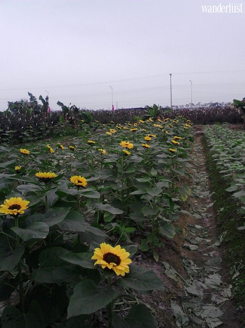 Mê Linh: Làng hoa lớn nhất Hà Nội khiến bạn khỏi phải mơ tới Đà Lạt 7 Tạp chí Du lịch Wanderlust Tips | Mê Linh: Làng hoa lớn nhất Hà Nội khiến bạn khỏi phải mơ tới Đà Lạt