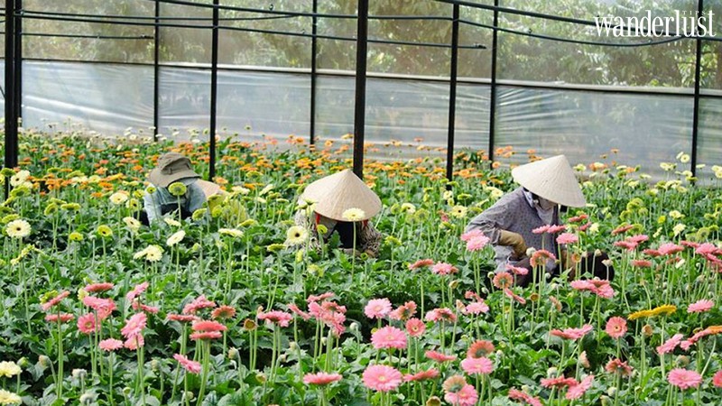 Mê Linh: Làng hoa lớn nhất Hà Nội khiến bạn khỏi phải mơ tới Đà Lạt 11 Tạp chí Du lịch Wanderlust Tips | Mê Linh: Làng hoa lớn nhất Hà Nội khiến bạn khỏi phải mơ tới Đà Lạt