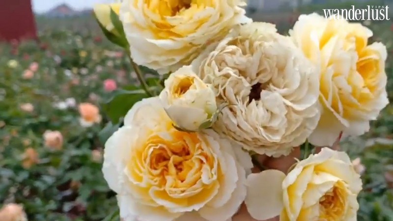 Mê Linh: Làng hoa lớn nhất Hà Nội khiến bạn khỏi phải mơ tới Đà Lạt 10 Tạp chí Du lịch Wanderlust Tips | Mê Linh: Làng hoa lớn nhất Hà Nội khiến bạn khỏi phải mơ tới Đà Lạt