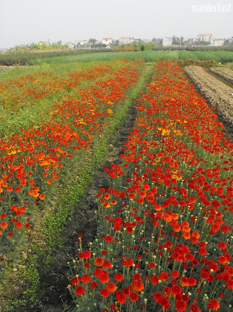 Mê Linh: Làng hoa lớn nhất Hà Nội khiến bạn khỏi phải mơ tới Đà Lạt 5 Tạp chí Du lịch Wanderlust Tips | Mê Linh: Làng hoa lớn nhất Hà Nội khiến bạn khỏi phải mơ tới Đà Lạt