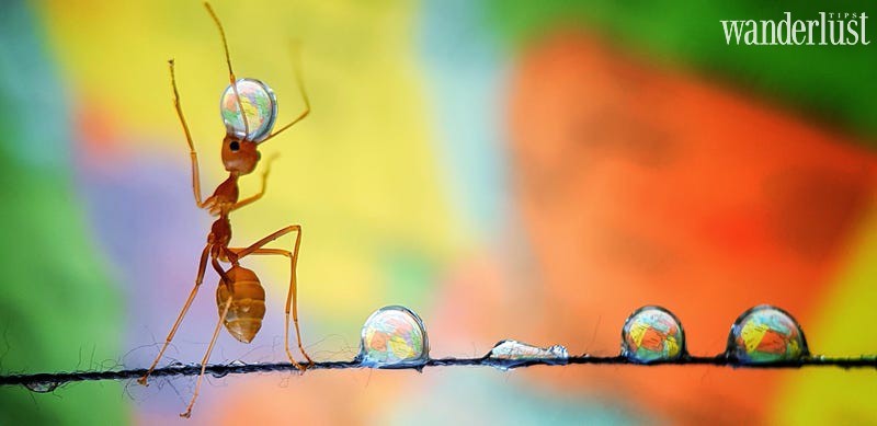 4 bức ảnh Việt Nam lọt top đẹp nhất thế giới 12 wanderlust tips 4 buc anh viet nam lot top dep nhat the gioi 08