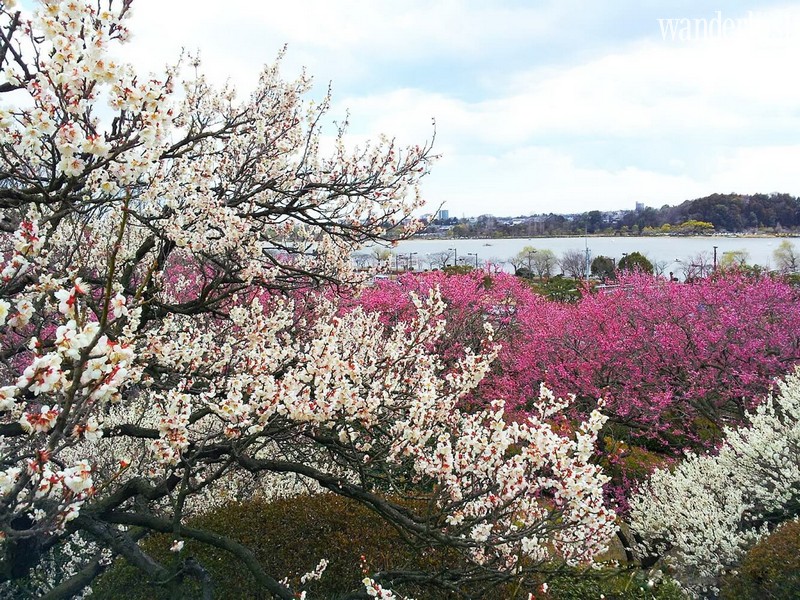 Fukushima và Yamagata: Những điểm du lịch mới tại Nhật Bản 7 Tạp chí Du lịch Wanderlust Tips | Fukushima và Yamagata: Những điểm du lịch mới tại Nhật Bản