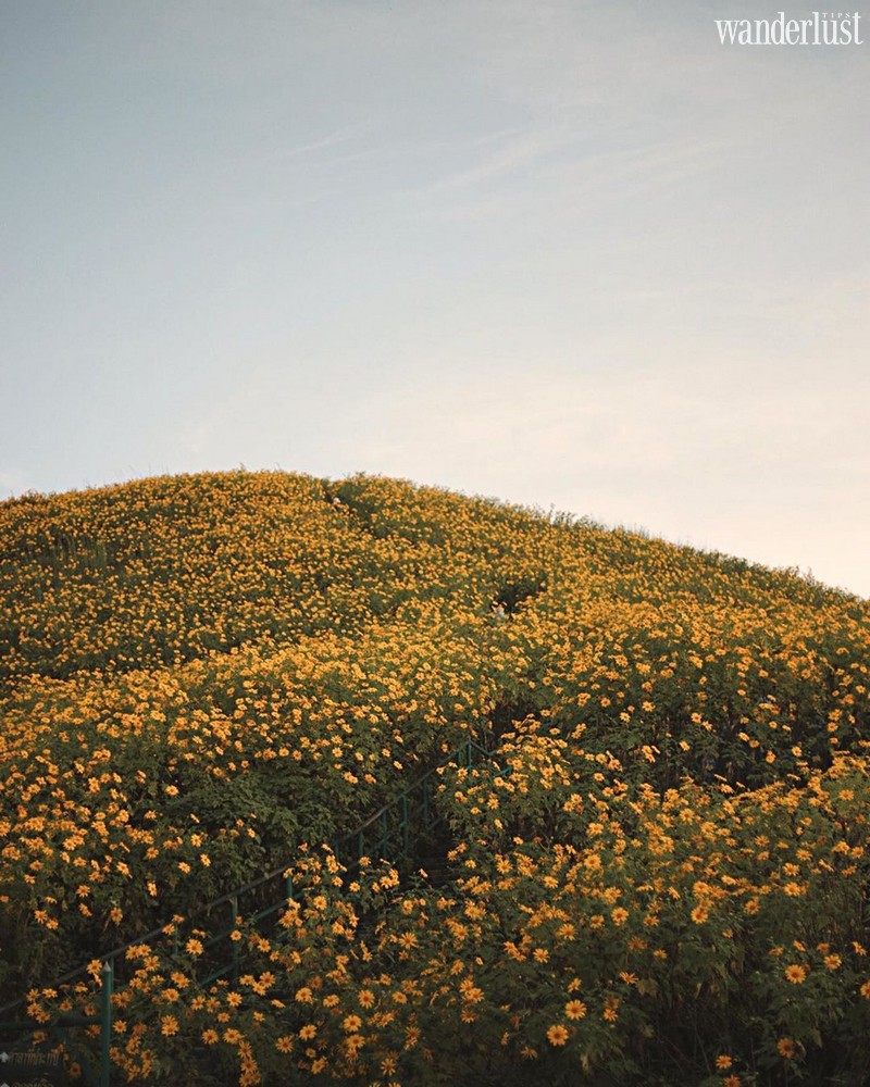 Mae Hong Son: Lạc bước giữa đồi hoa dã quỳ vàng rực 8 Tạp chí Du lịch Wanderlust Tips | Mae Hong Son (Thái Lan): Lạc bước giữa đồi hoa dã quỳ vàng rực