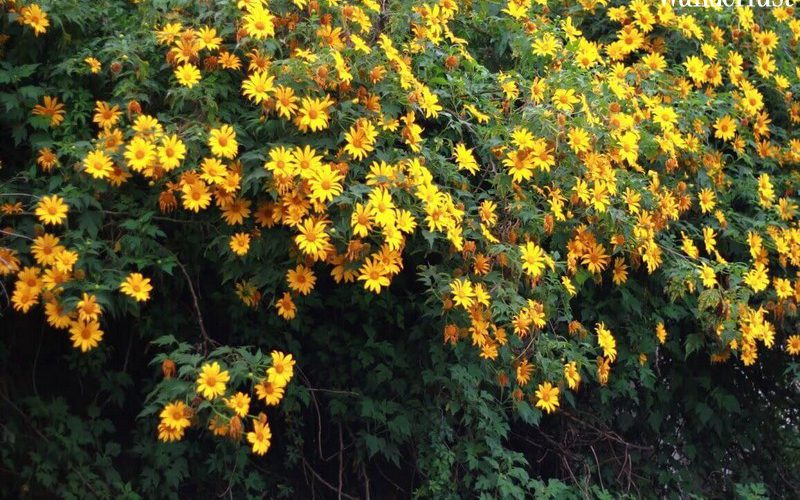 Ba Vì: Sắc vàng của hoa dã quỳ có làm bạn xao xuyến?