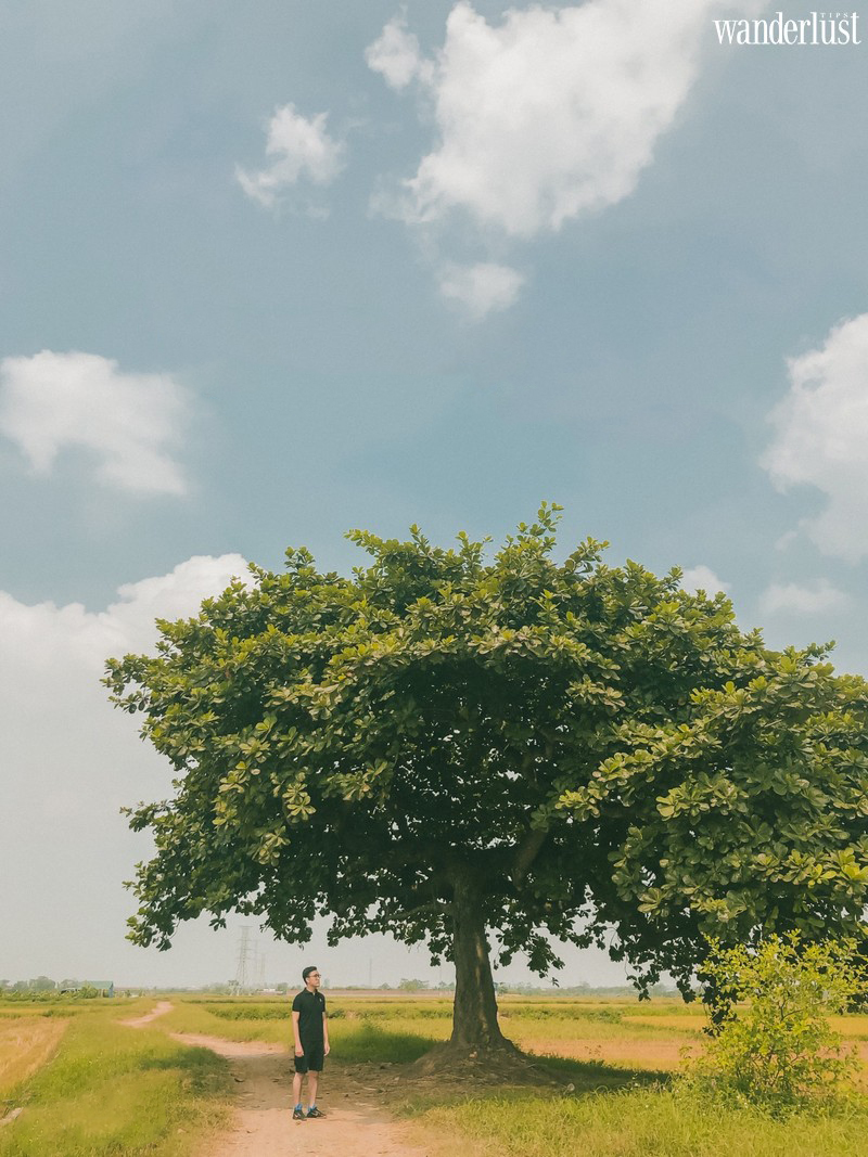 Wanderlust tips ha noi tin vui voi gioi tre nhieu tam su khong can di dau xa co ngay toa do cua cay co don 2