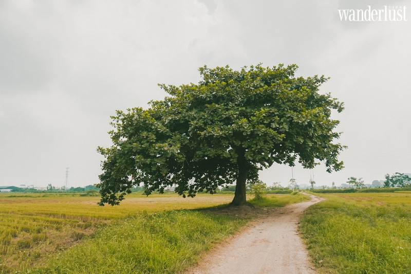 Tạp chí Du lịch Wanderlust Tips | Hà Nội: tin vui cho giới trẻ nhiều tâm sự, không cần đi đâu xa có ngay toạ độ của “cây cô đơn”