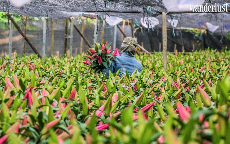 Mê Linh: Làng hoa lớn nhất Hà Nội khiến bạn khỏi phải mơ tới Đà Lạt 6 Tạp chí Du lịch Wanderlust Tips | Mê Linh: Làng hoa lớn nhất Hà Nội khiến bạn khỏi phải mơ tới Đà Lạt