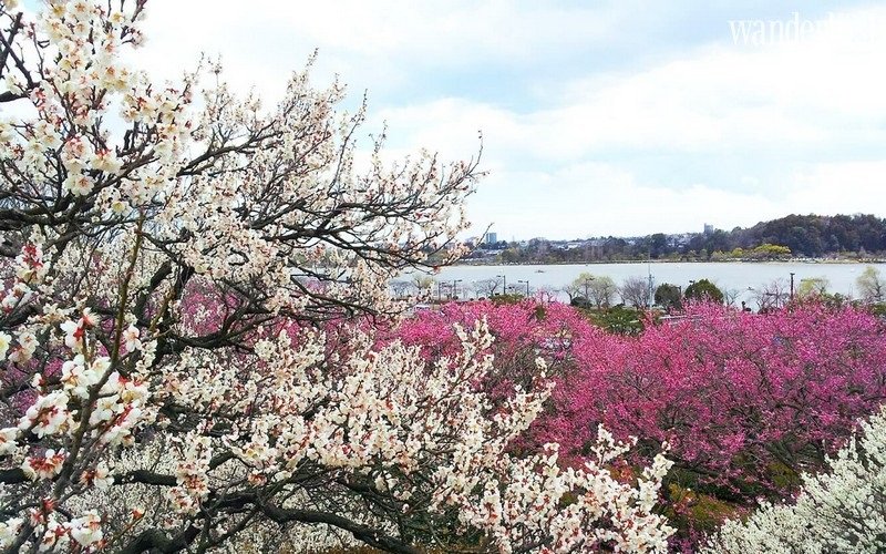 Fukushima và Yamagata: Những điểm du lịch mới tại Nhật Bản