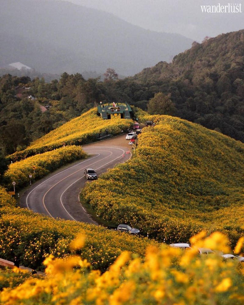 Tạp chí Du lịch Wanderlust Tips | Mae Hong Son (Thái Lan): Lạc bước giữa đồi hoa dã quỳ vàng rực