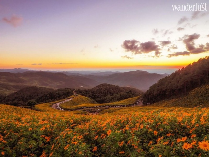 Tạp chí Du lịch Wanderlust Tips | Mae Hong Son (Thái Lan): Lạc bước giữa đồi hoa dã quỳ vàng rực